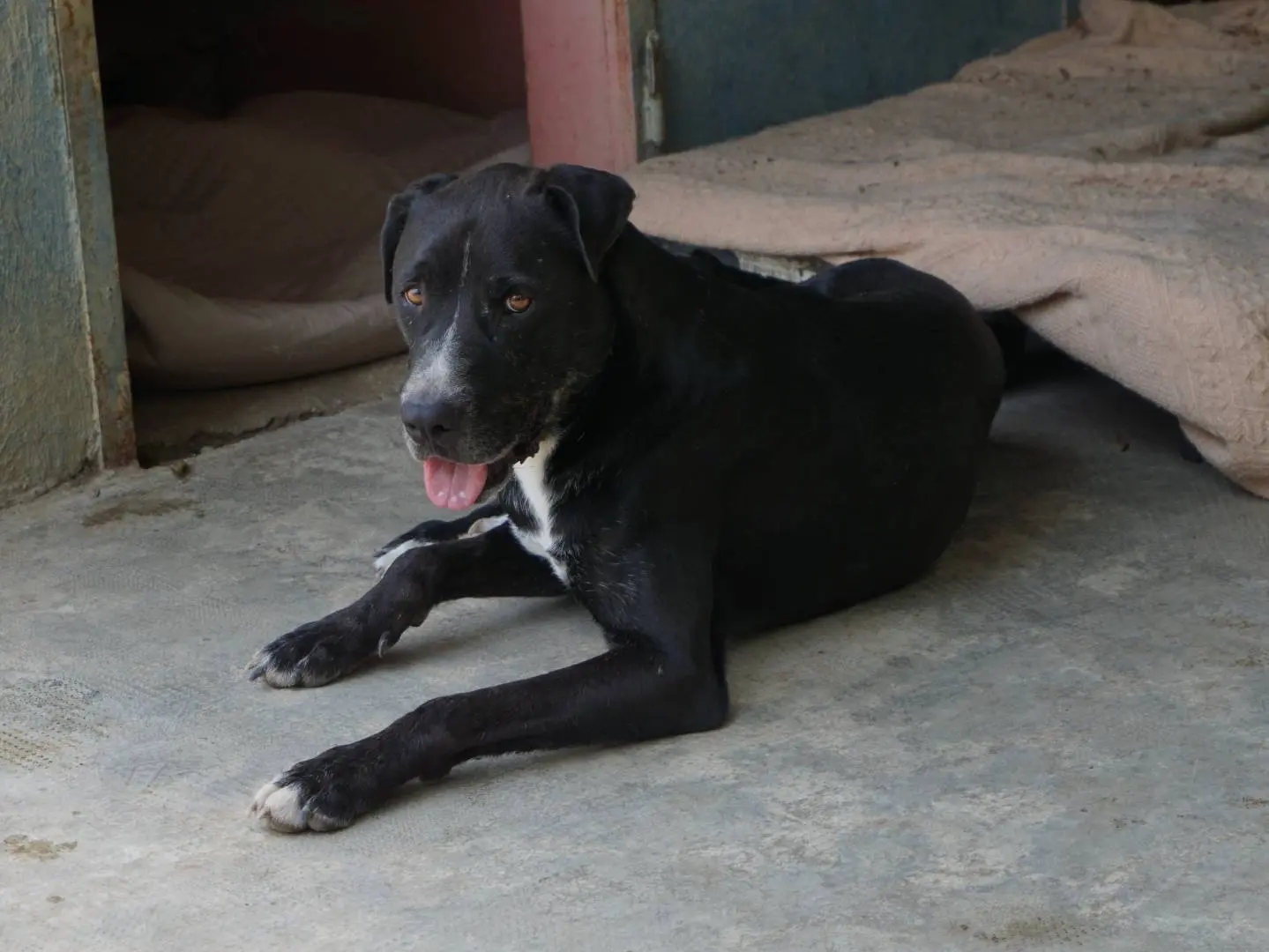 Adotta un cane, taglia grande, maschio, Pescara