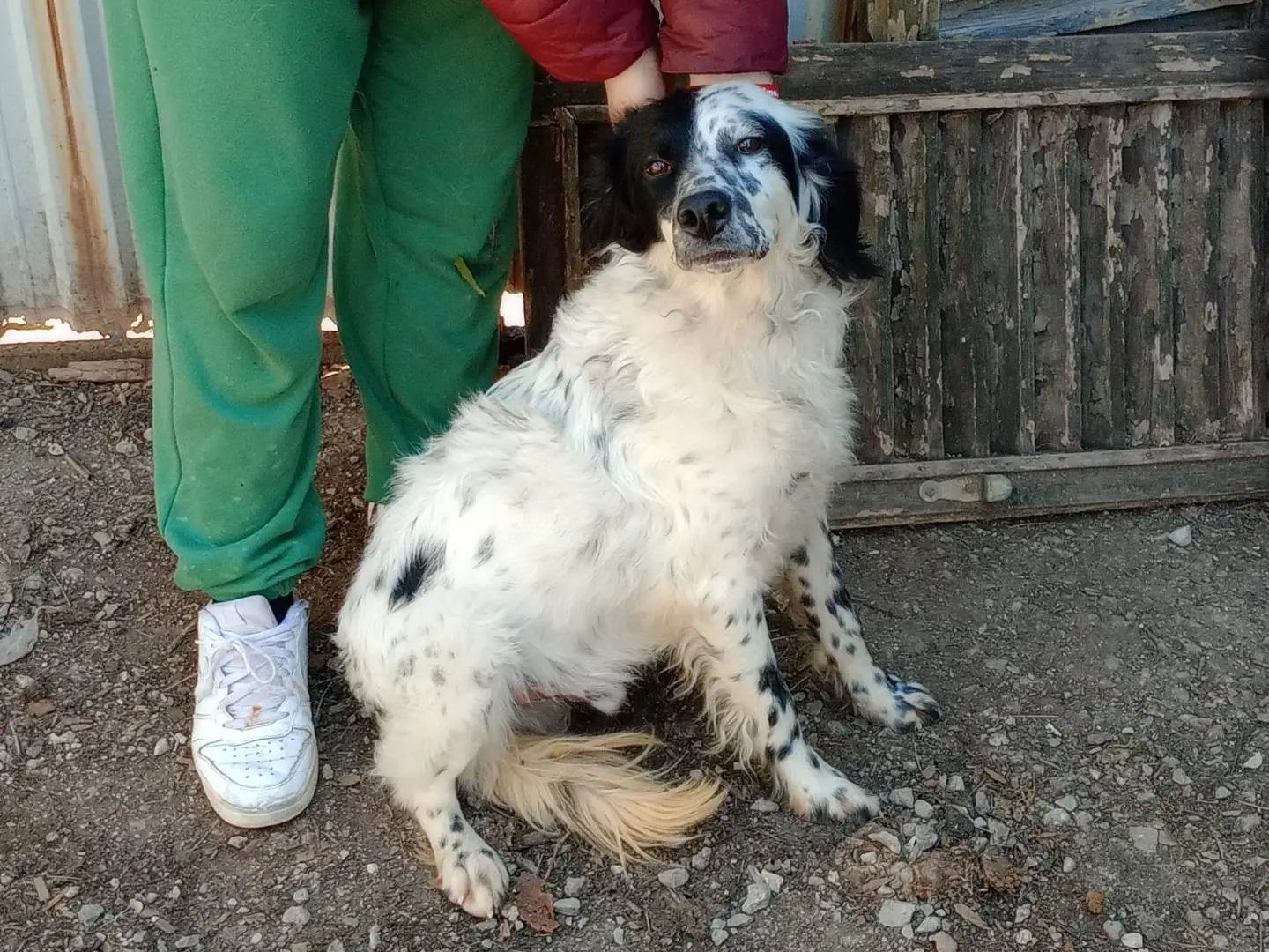 Foto 3 dell'animale