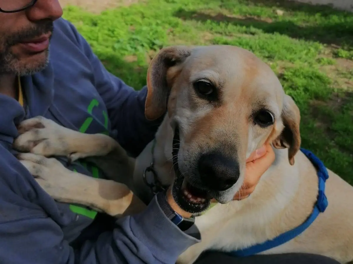 Adotta il cane ALLYSON a Caserta
