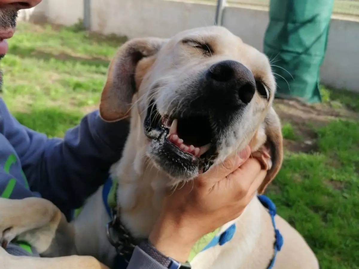 Adotta un cane, taglia media, femmina, Caserta