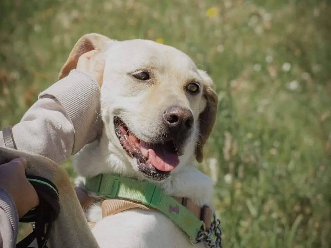 Adotta un cane, femmina, 8 anni e 4 mesi, Caserta