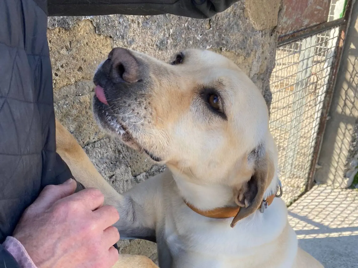 Adozione cane, femmina, Labrador Retriever Labrador Retriever, 8 anni e 4 mesi, taglia media, Caserta