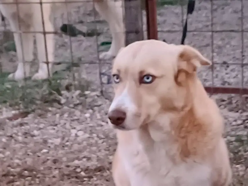 Vuoi adottare un cane a Benevento?