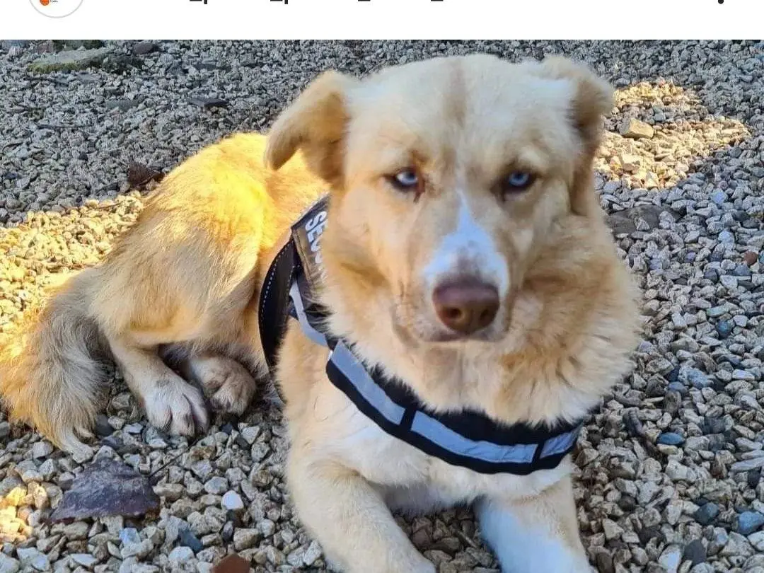 Adotta un cane, femmina, 9 anni e 1 mese, Benevento