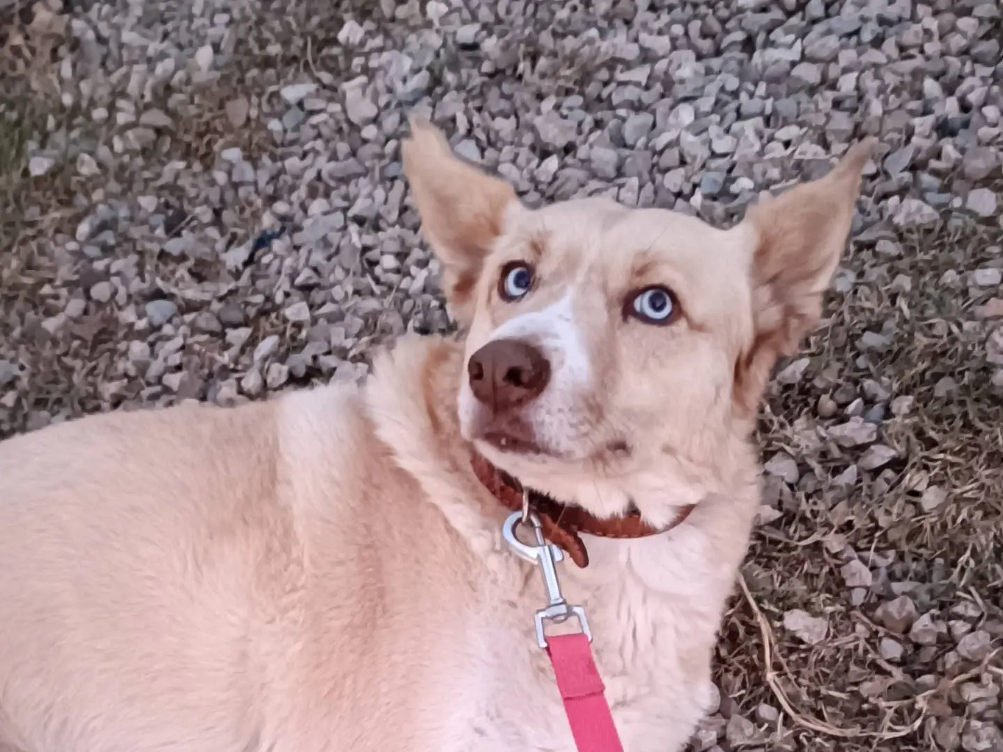 Adozione cane, femmina, Razza sconosciuta Siberian Husky, 9 anni e 1 mese, taglia media, Benevento