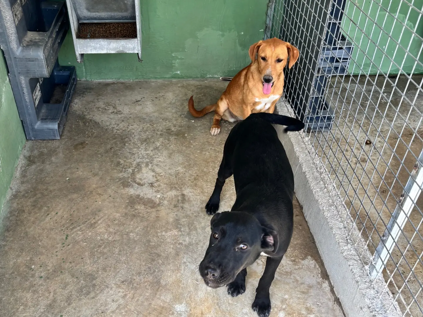 Adotta un cane, taglia media contenuta, femmina, Napoli