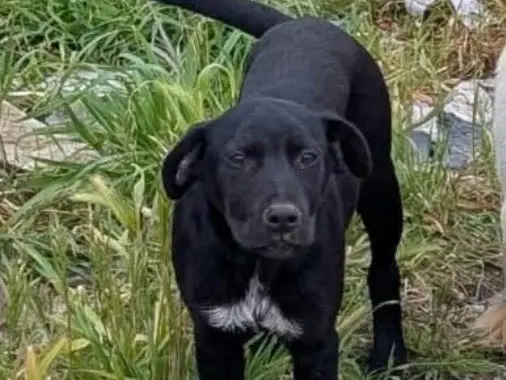 Adozione cane, femmina, Labrador Retriever Razza sconosciuta, 1 anno, taglia media contenuta, Napoli