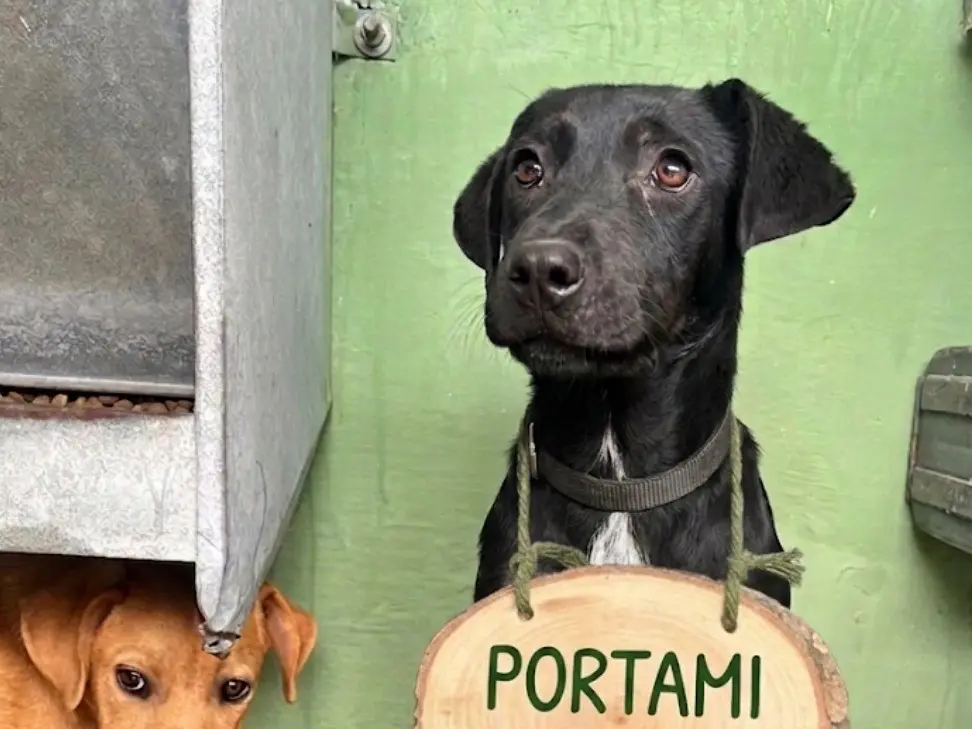 Adotta un cane, femmina, 1 anno, Napoli