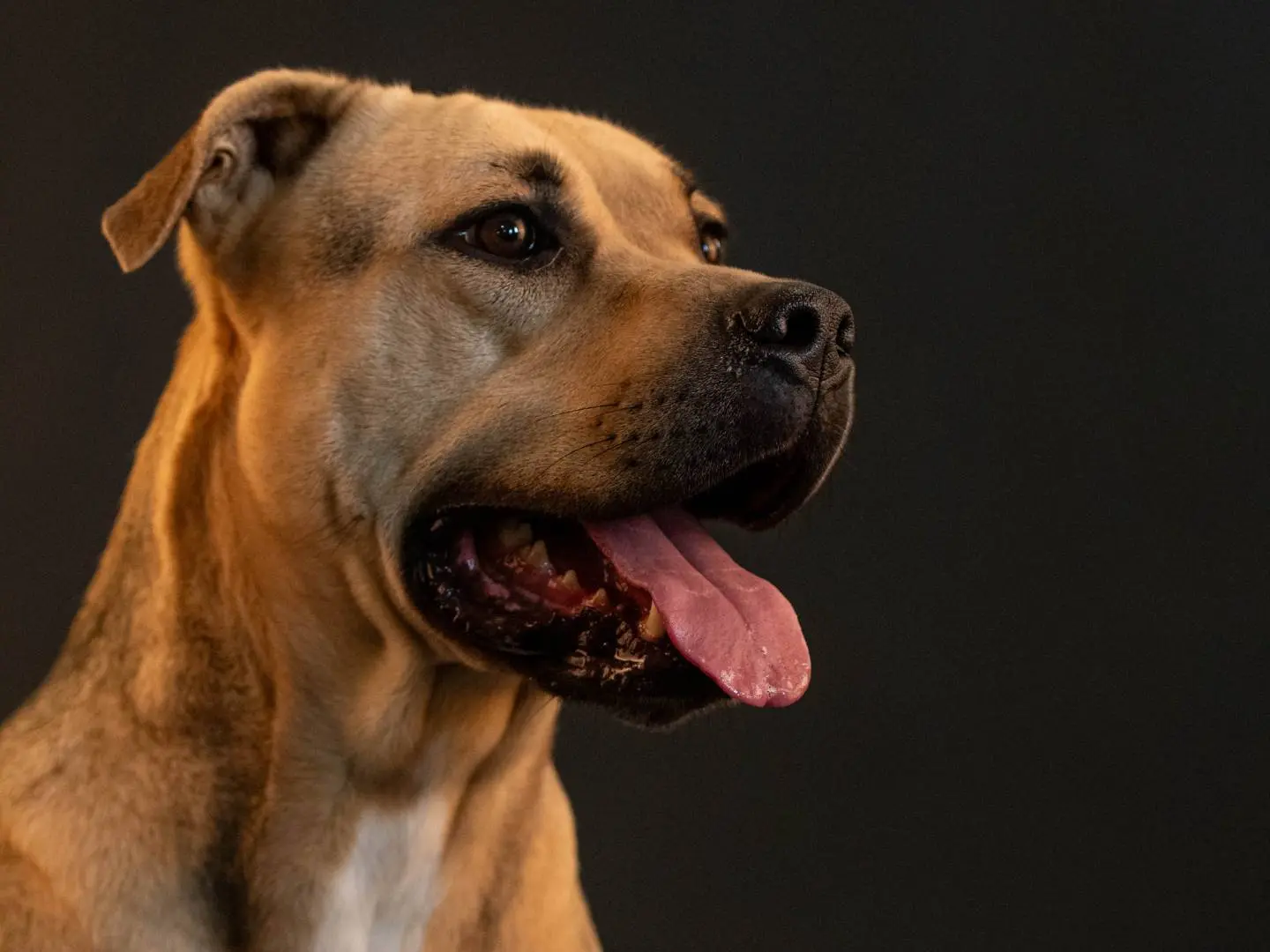 Vuoi adottare un cane a Latina?