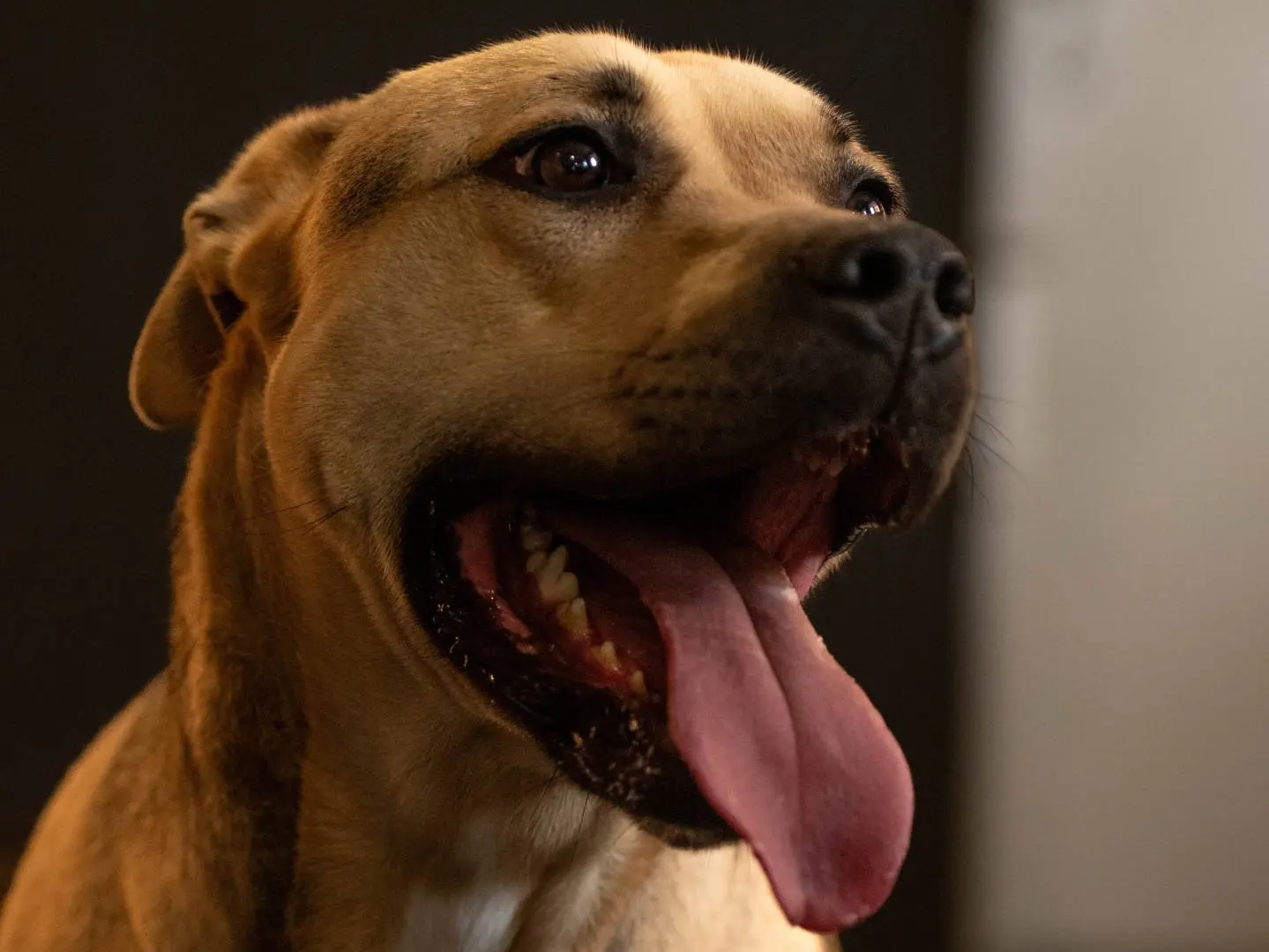 Adotta il cane PENELOPE a Latina