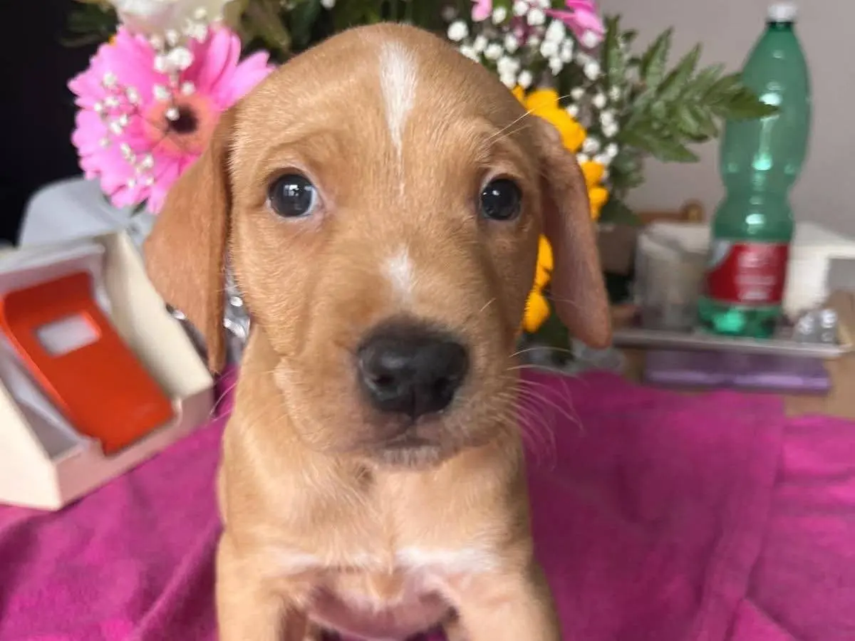 Adozione cane, maschio, Razza sconosciuta Razza sconosciuta, 2 mesi, taglia piccola, Cosenza