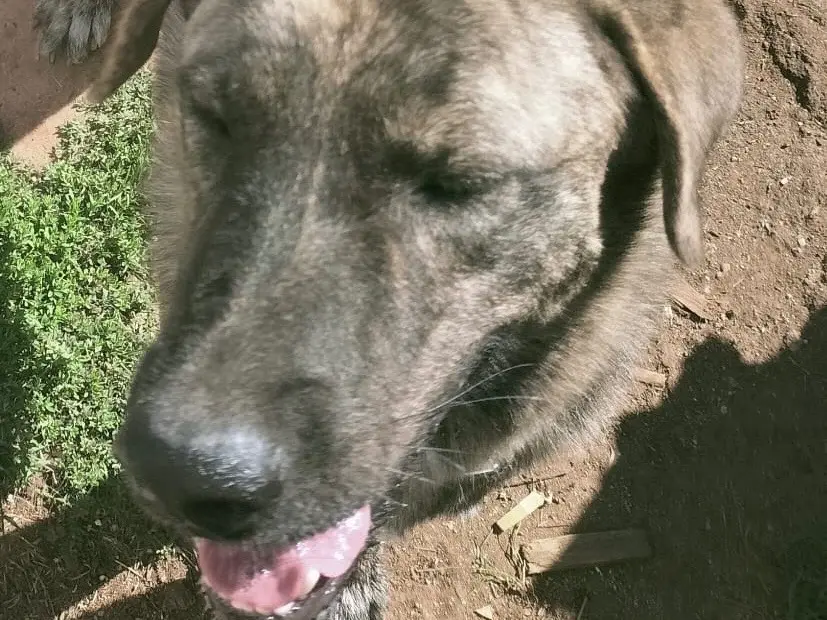 Adozione cane, maschio, Razza sconosciuta Razza sconosciuta, 2 anni e 9 mesi, taglia grande, Vibo