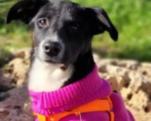 Adozione cane, femmina, meticcio, 4 anni e 2 mesi, taglia piccola, Taranto