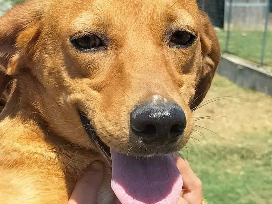 Adozione cane, femmina, Razza sconosciuta Razza sconosciuta, 3 anni e 3 mesi, taglia media contenuta, Crotone