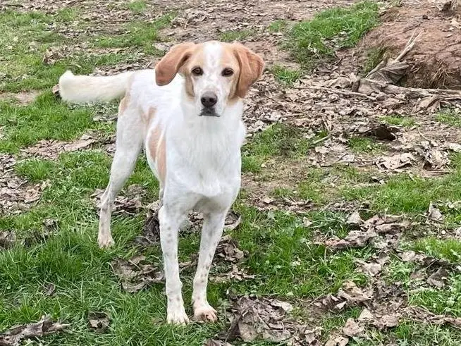 Adotta un cane, taglia media, maschio, Pavia