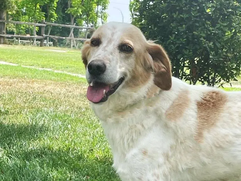 Adozione cane, maschio, Razza sconosciuta Razza sconosciuta, 16 anni e 8 mesi, taglia media, Pavia