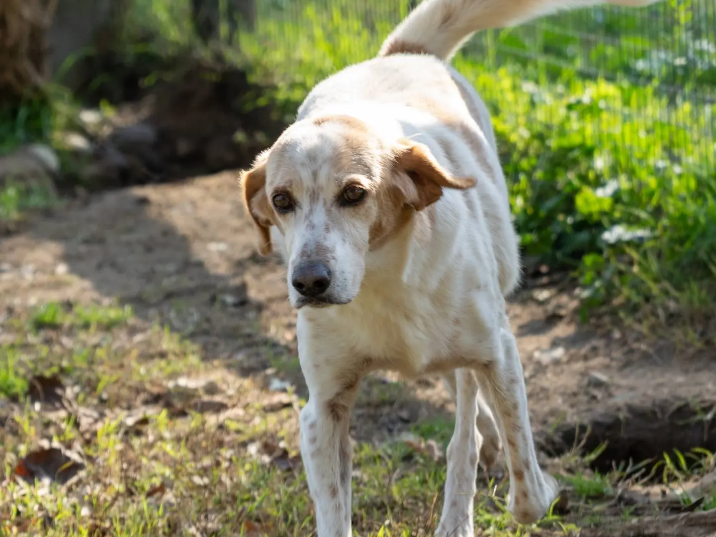 Adotta un cane, maschio, 16 anni e 8 mesi, Pavia