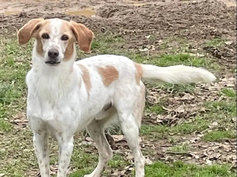Adotta il cane Hunter a Pavia