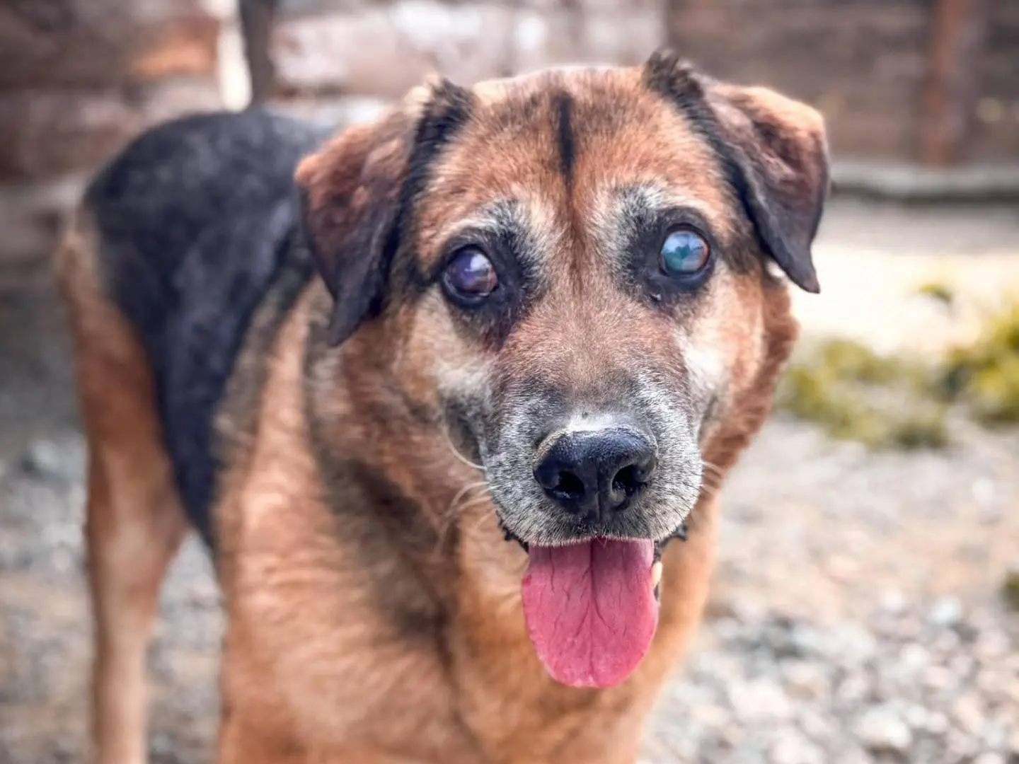 Adozione cane, maschio, Pastore tedesco Razza sconosciuta, 9 anni e 3 mesi, taglia grande, Crotone