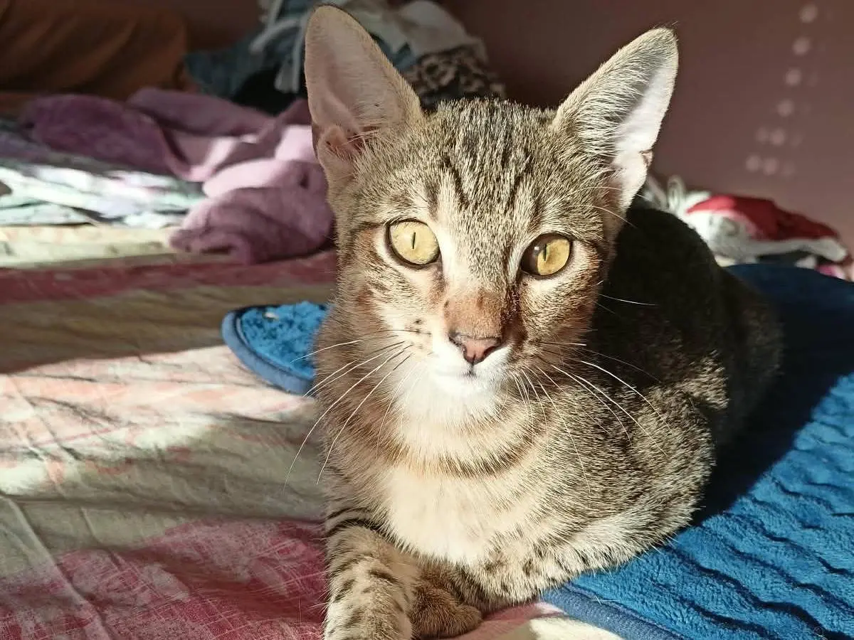 Adotta un gatto, taglia non valida, maschio, Torino