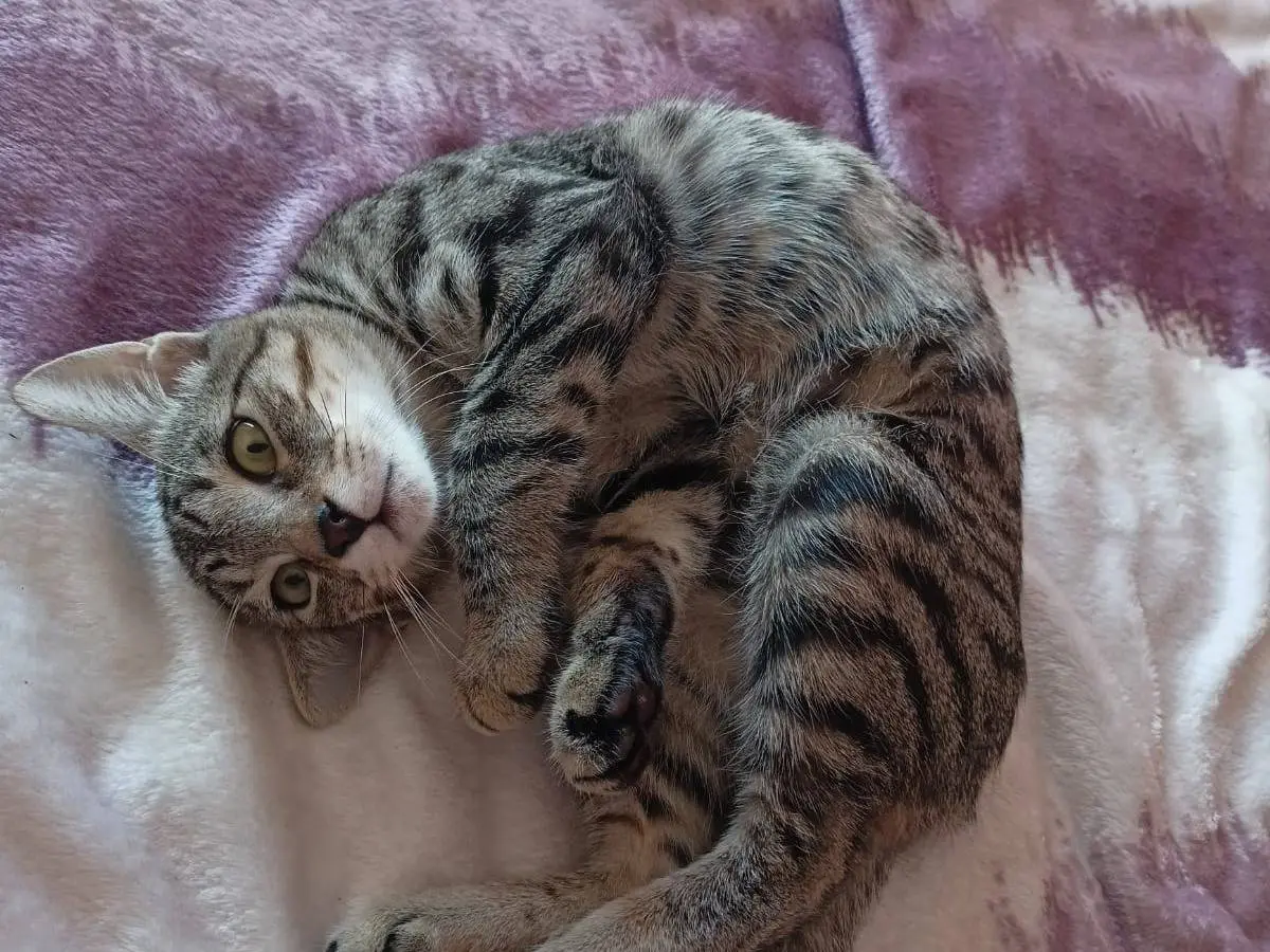Adozione gatto, maschio, Razza sconosciuta Razza sconosciuta, 4 mesi, taglia non valida, Torino