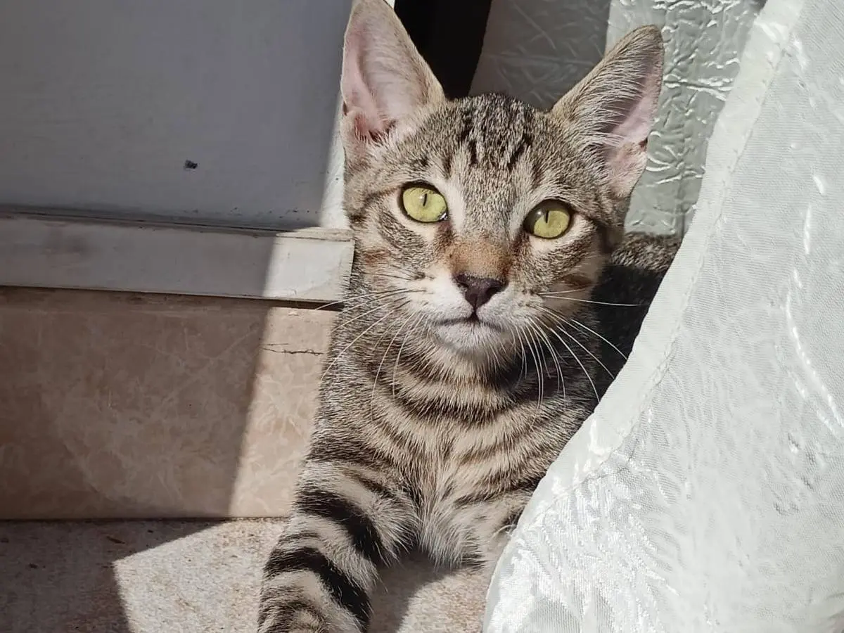 Vuoi adottare un gatto a Torino?