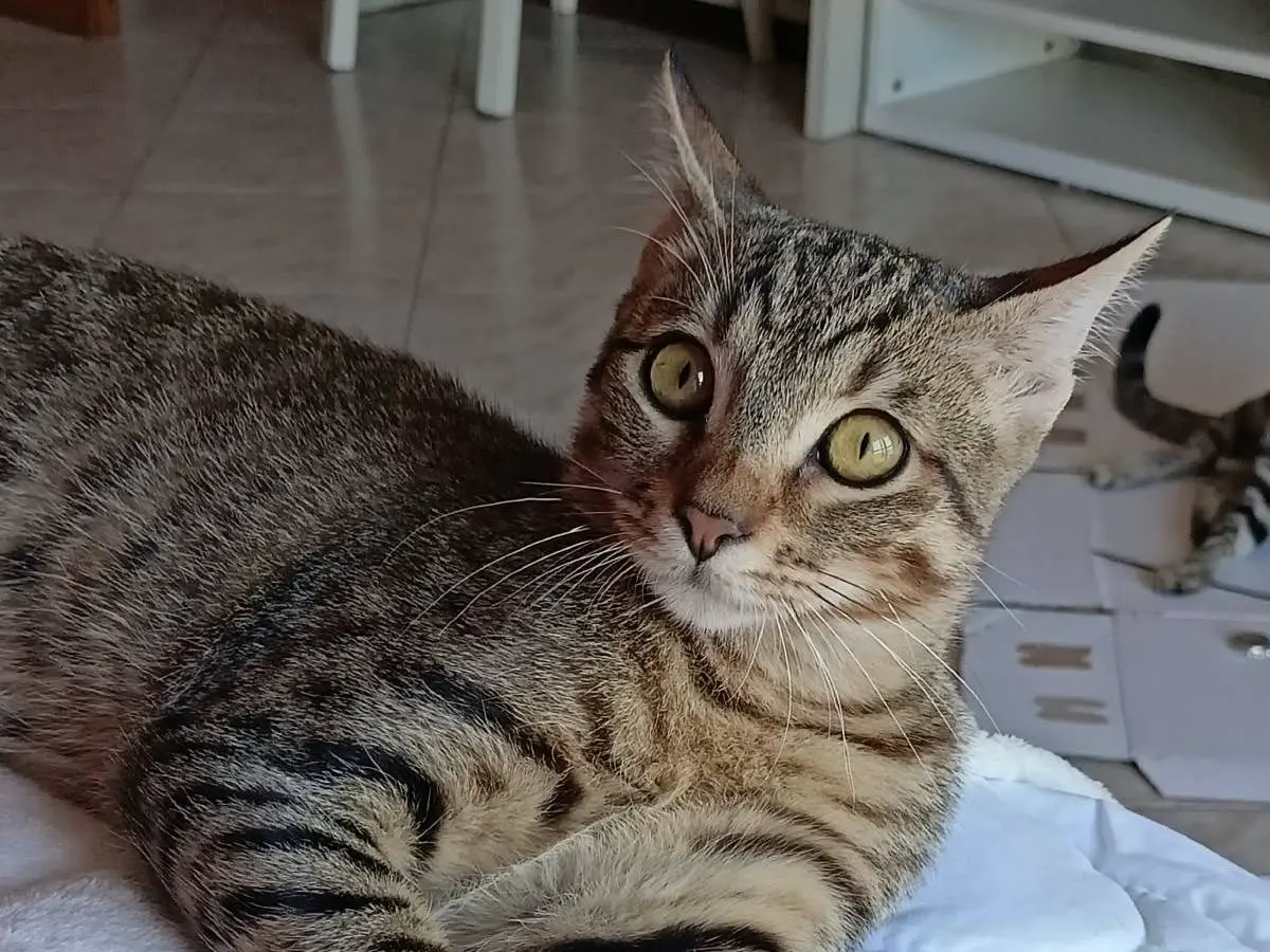 Adotta un gatto, maschio, 4 mesi, Torino