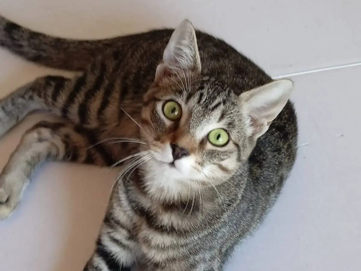Adotta il gatto Paolino a Torino