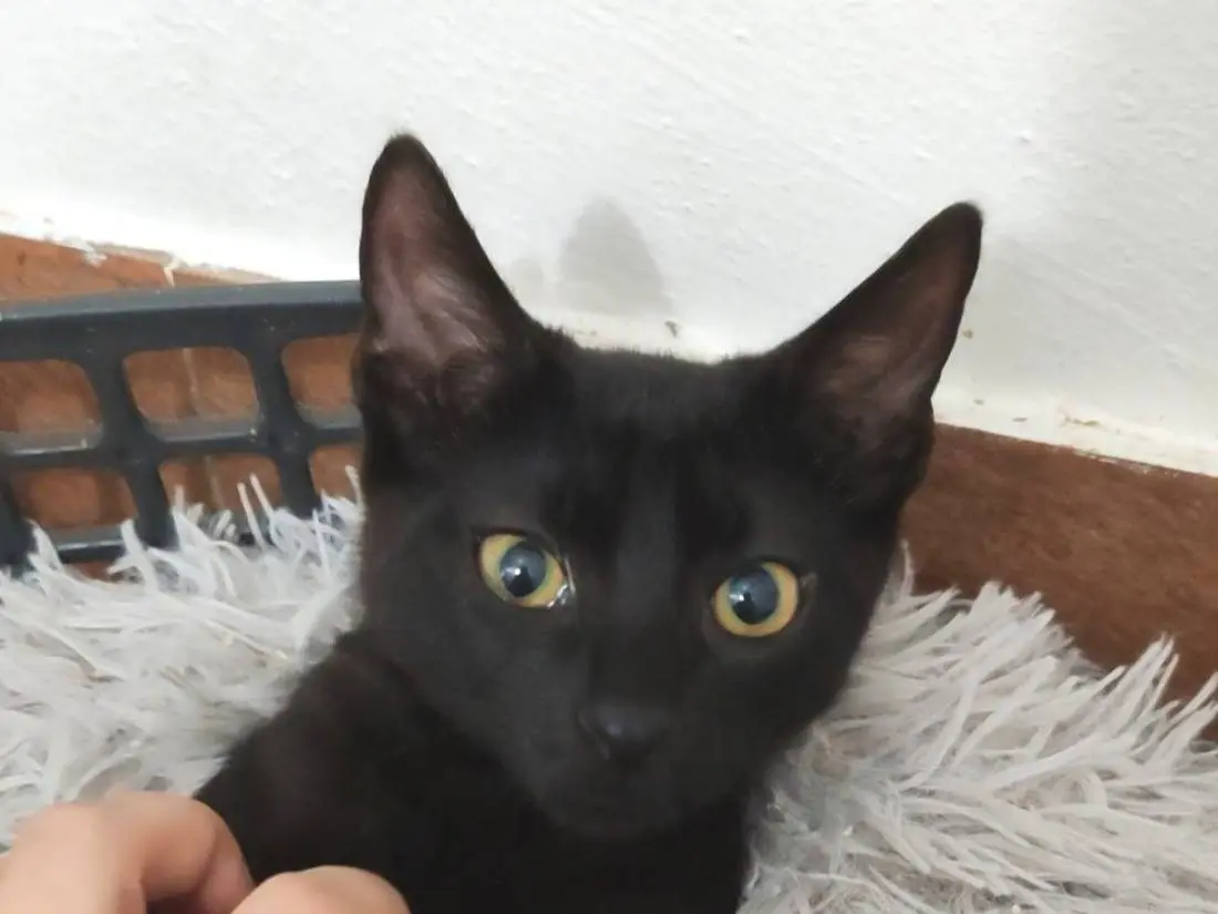 Vuoi adottare un gatto a Pisa?
