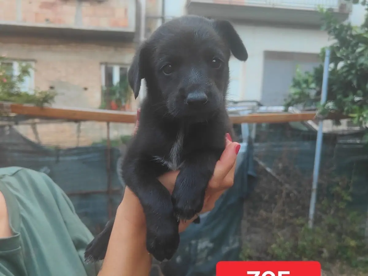 Adozione cane, femmina, Razza sconosciuta Razza sconosciuta, 4 mesi, taglia media, Vibo