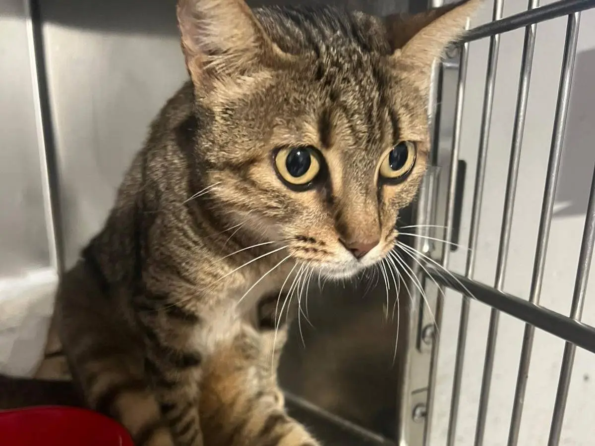 Adozione gatto, femmina, Razza sconosciuta Razza sconosciuta, 6 anni e 3 mesi, taglia non valida, Livorno