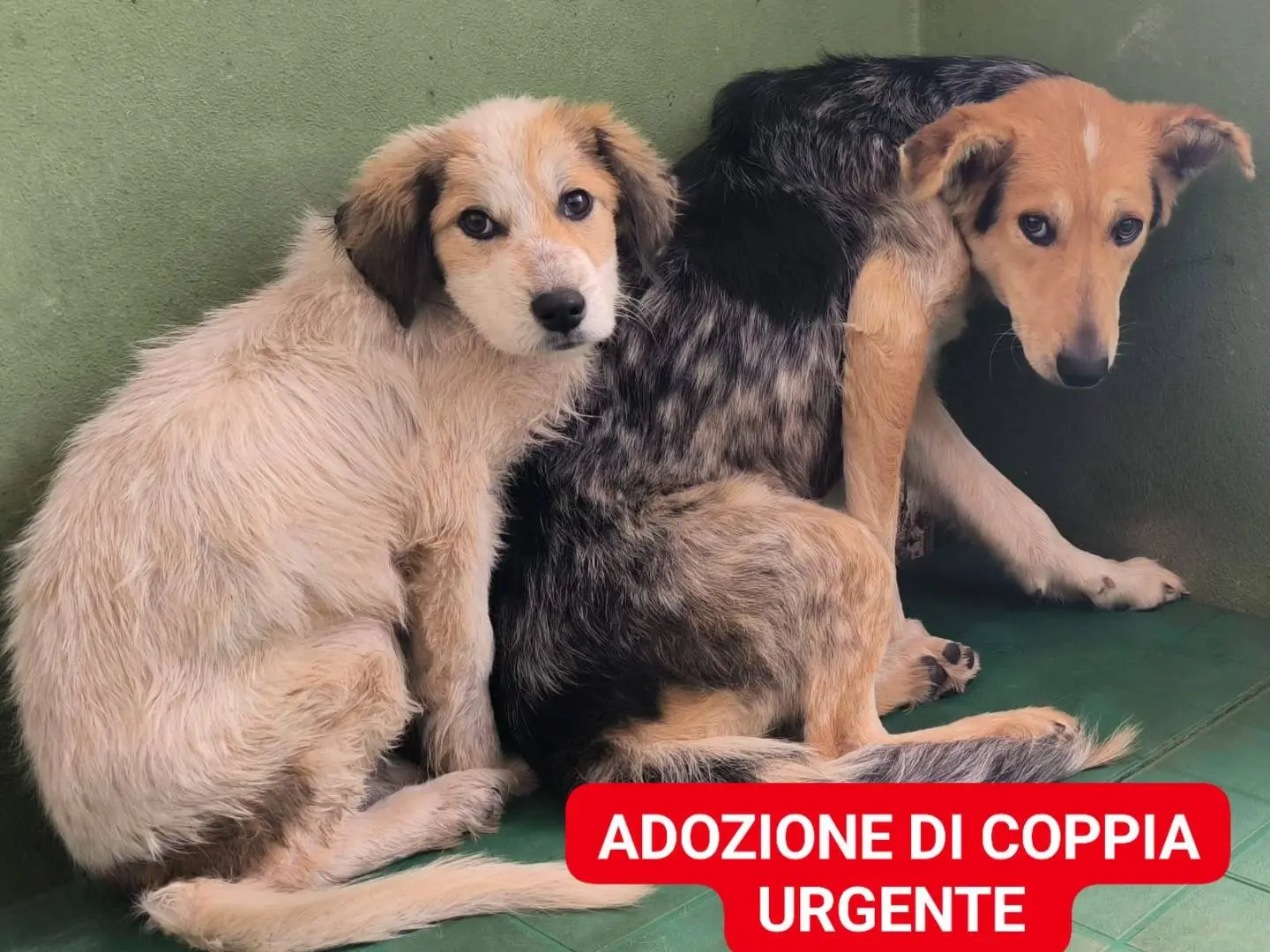 Adozione cane, femmina, Razza sconosciuta Razza sconosciuta, 3 anni e 4 mesi, taglia media contenuta, Crotone