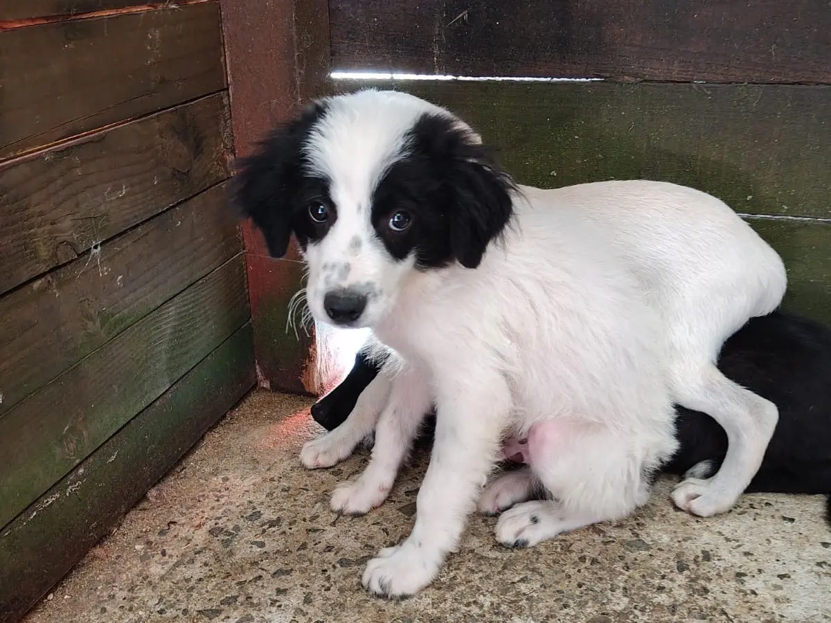 Adotta un cane, maschio, 1 anno e 6 mesi, Vibo
