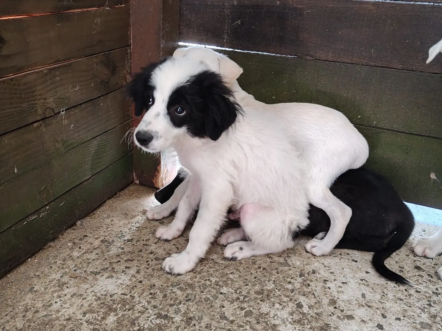 Vuoi adottare un cane a Vibo?