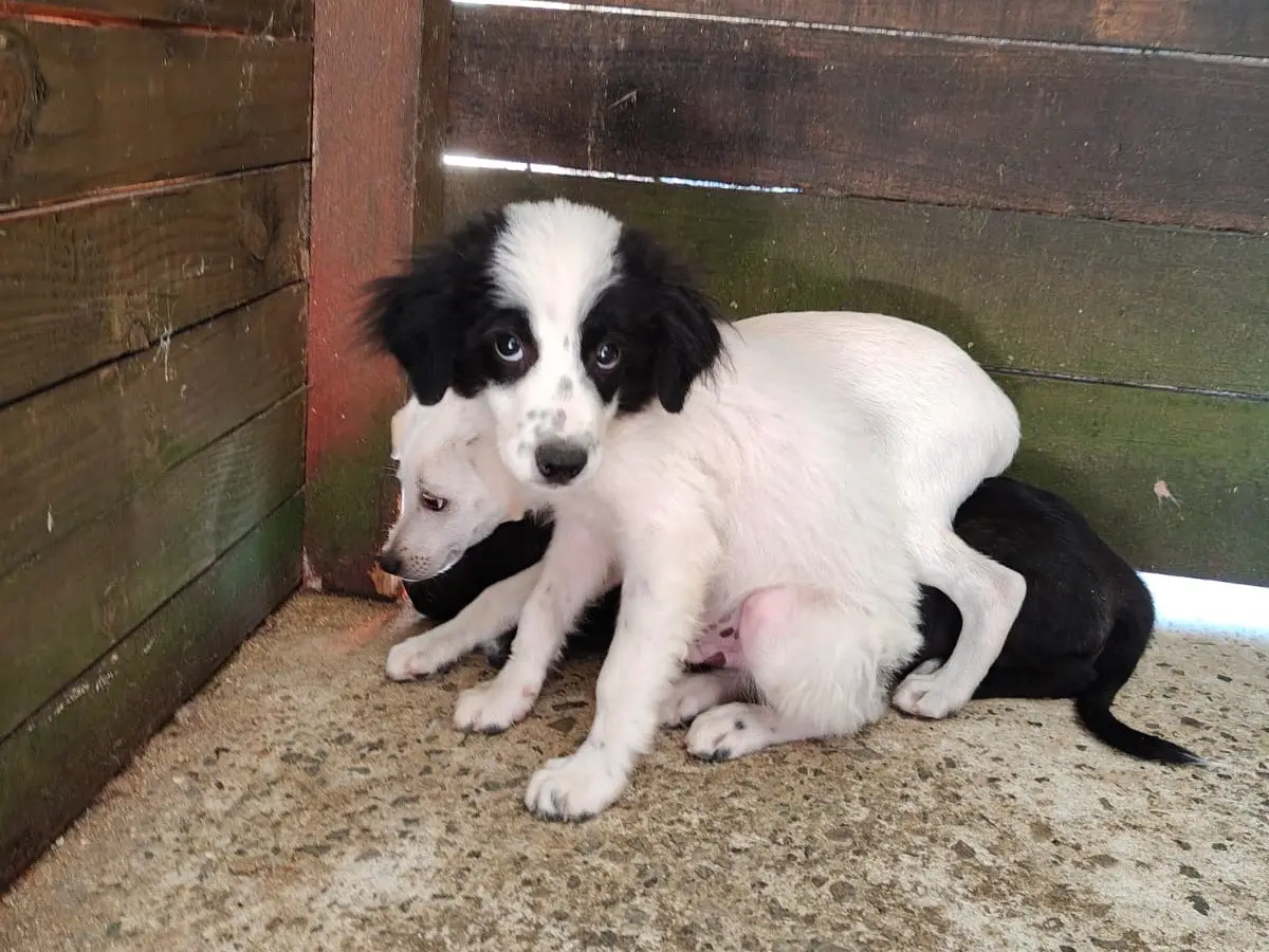 Adozione cane, maschio, Razza sconosciuta Razza sconosciuta, 1 anno e 6 mesi, taglia media, Vibo