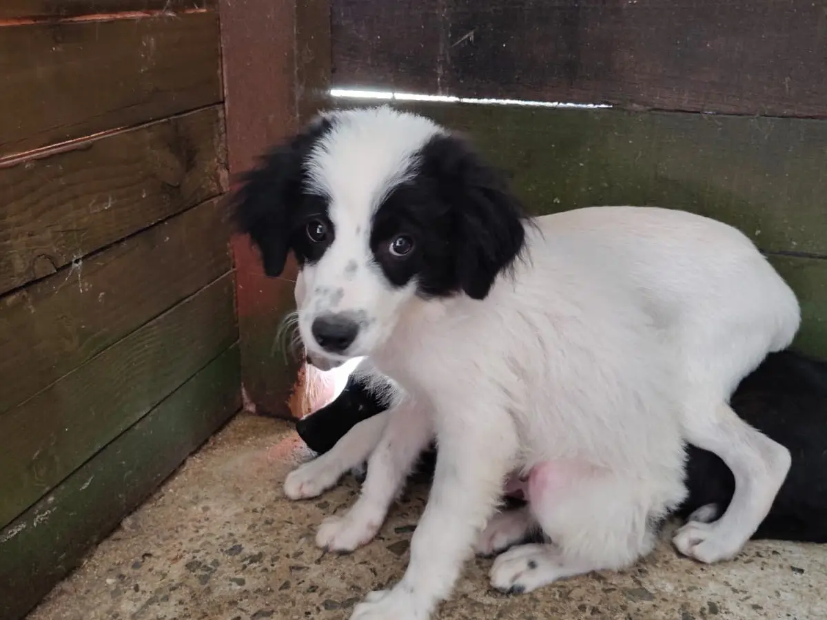Adotta un cane, taglia media, maschio, Vibo