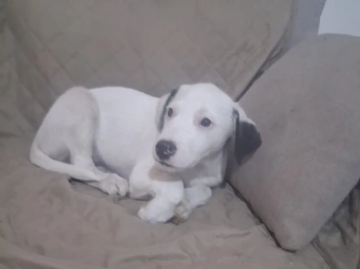 Adotta un cane, maschio, 4 mesi, Trento