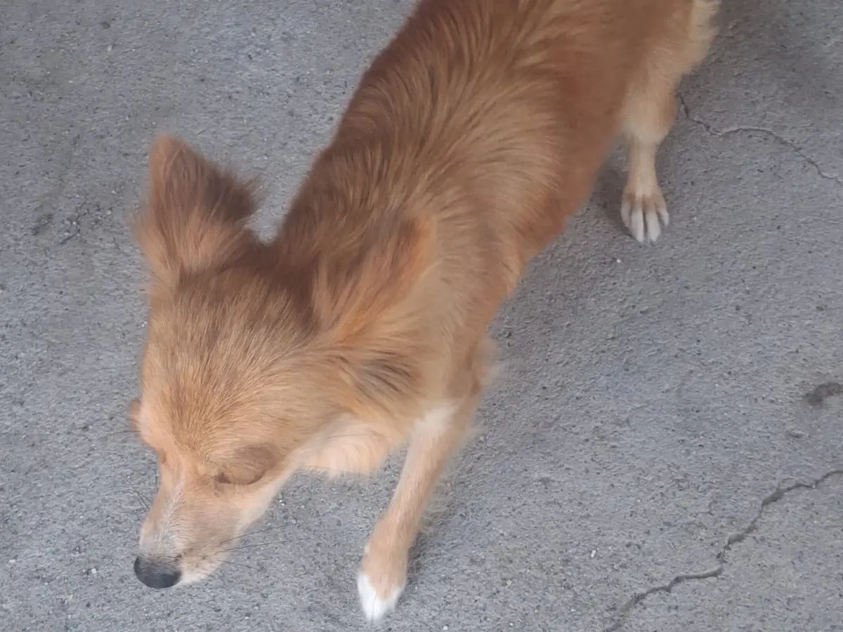 Adotta il cane Bianchino a Trento