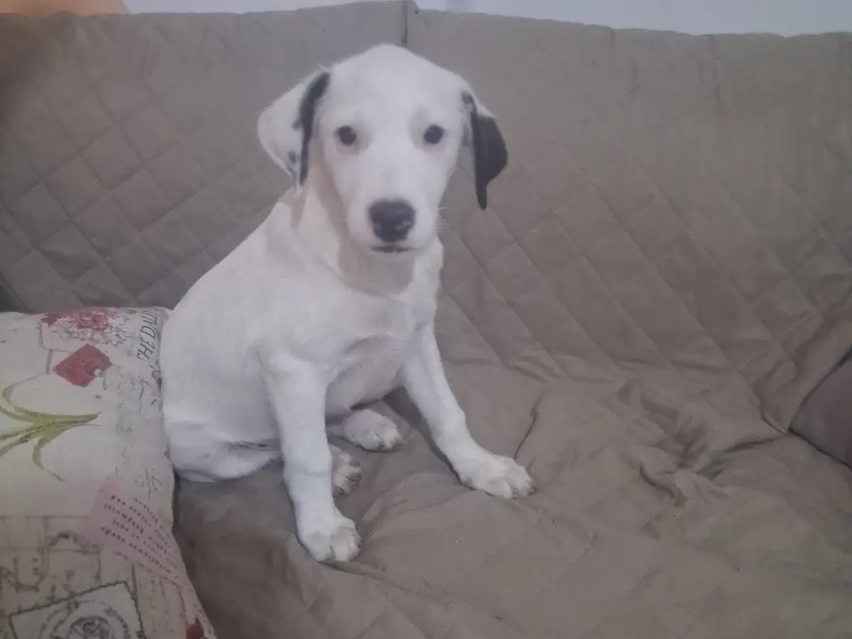 Adotta un cane, taglia media contenuta, maschio, Trento