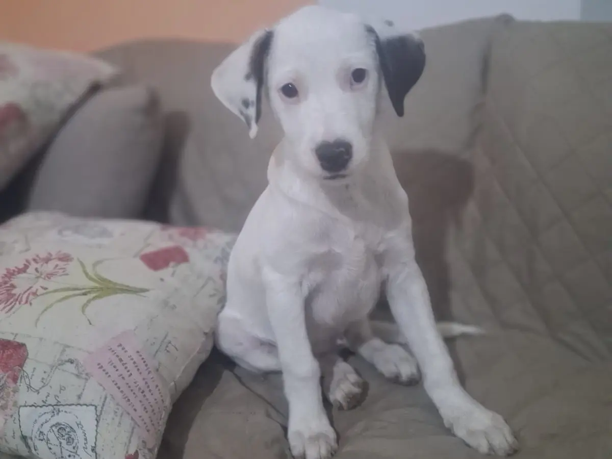 Adozione cane, maschio, Razza sconosciuta Razza sconosciuta, 4 mesi, taglia media contenuta, Trento