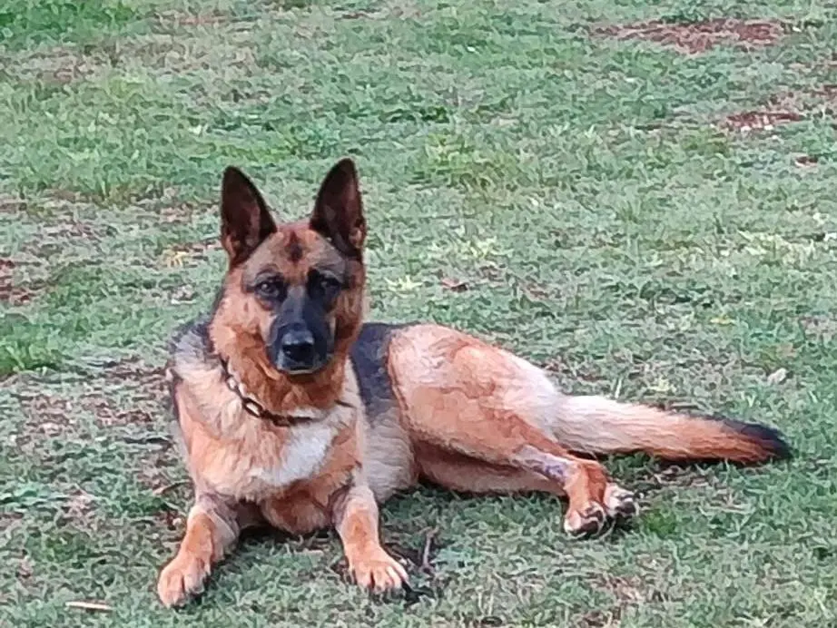 Adozione cane, femmina, Pastore tedesco Razza sconosciuta, 2 anni e 6 mesi, taglia grande, Roma