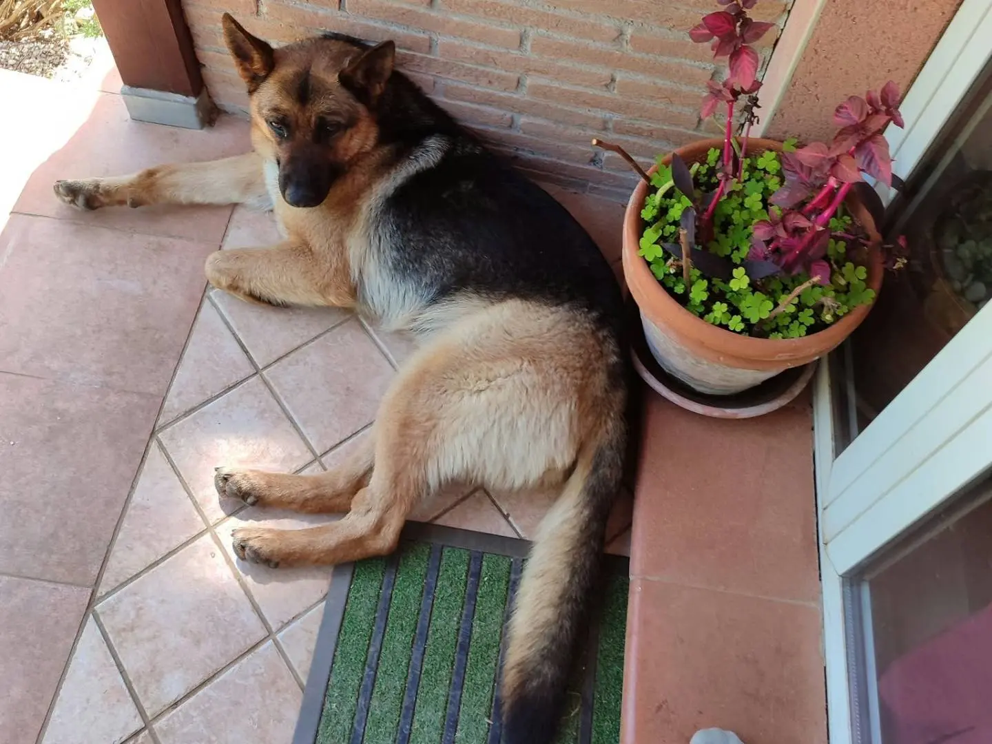 Adotta un cane, femmina, 2 anni e 6 mesi, Roma