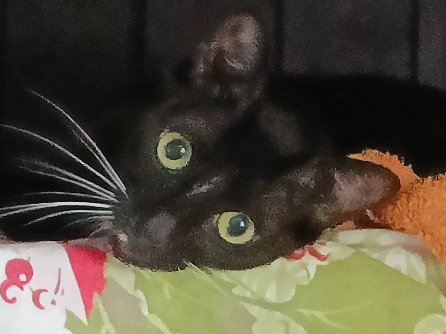 Adotta un gatto, taglia non valida, femmina, Brindisi