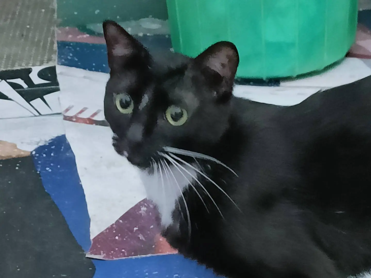 Adozione gatto, femmina, Razza sconosciuta Razza sconosciuta, 4 anni e 3 mesi, taglia non valida, Brindisi