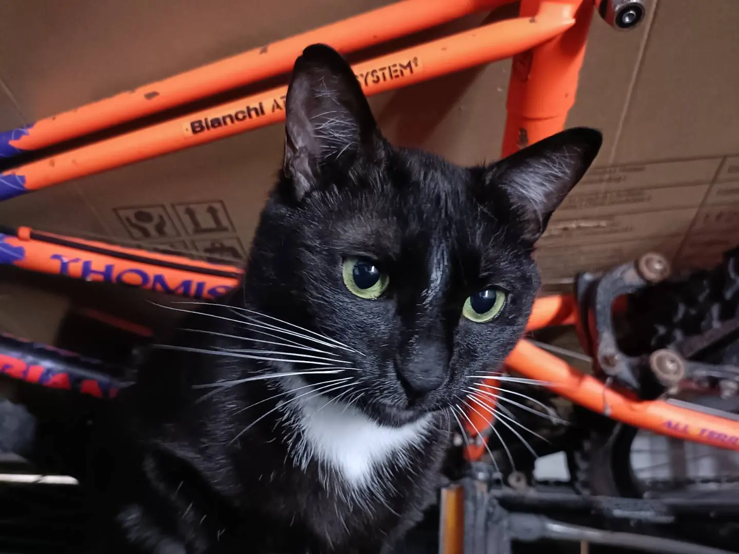 Adotta un gatto, femmina, 4 anni e 3 mesi, Brindisi