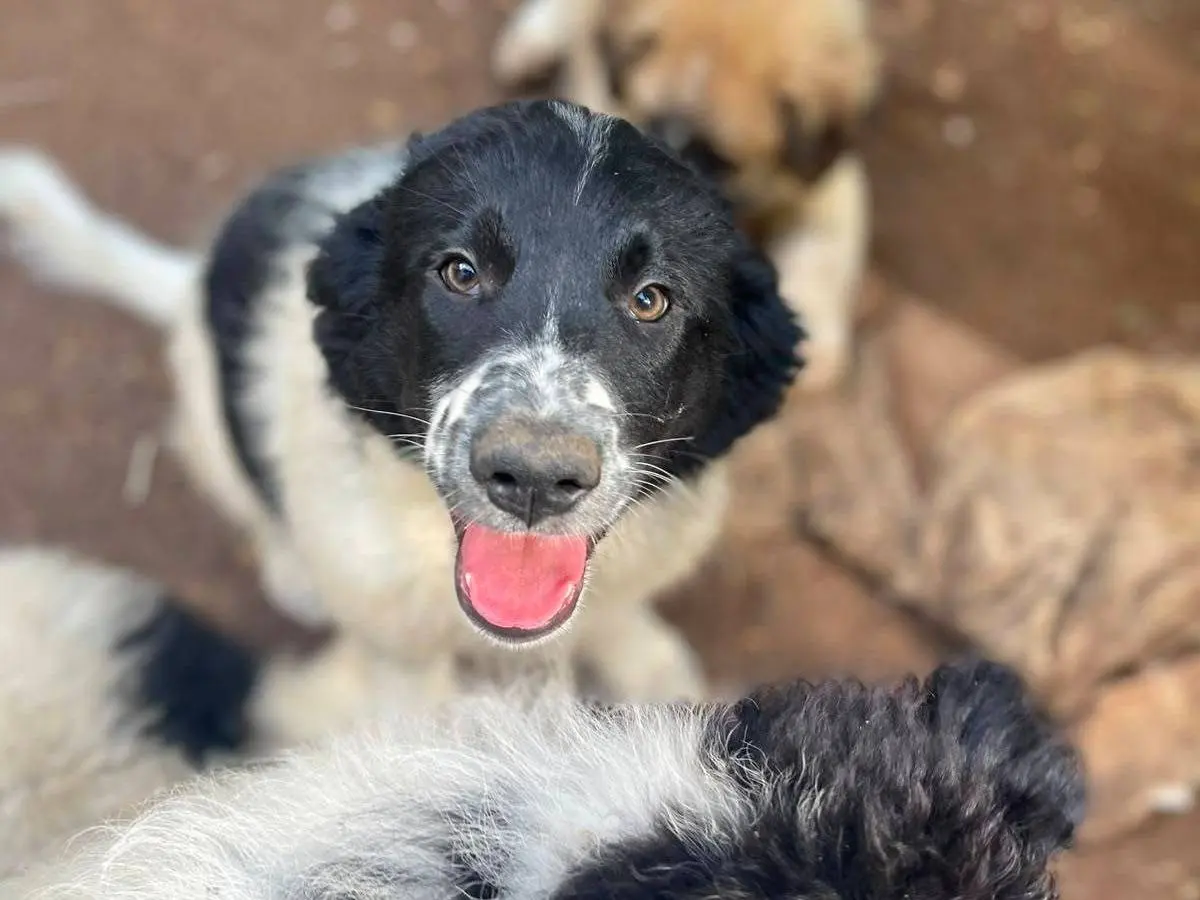 Adozione cane, femmina, Razza sconosciuta Razza sconosciuta, 6 mesi, taglia media, Frosinone