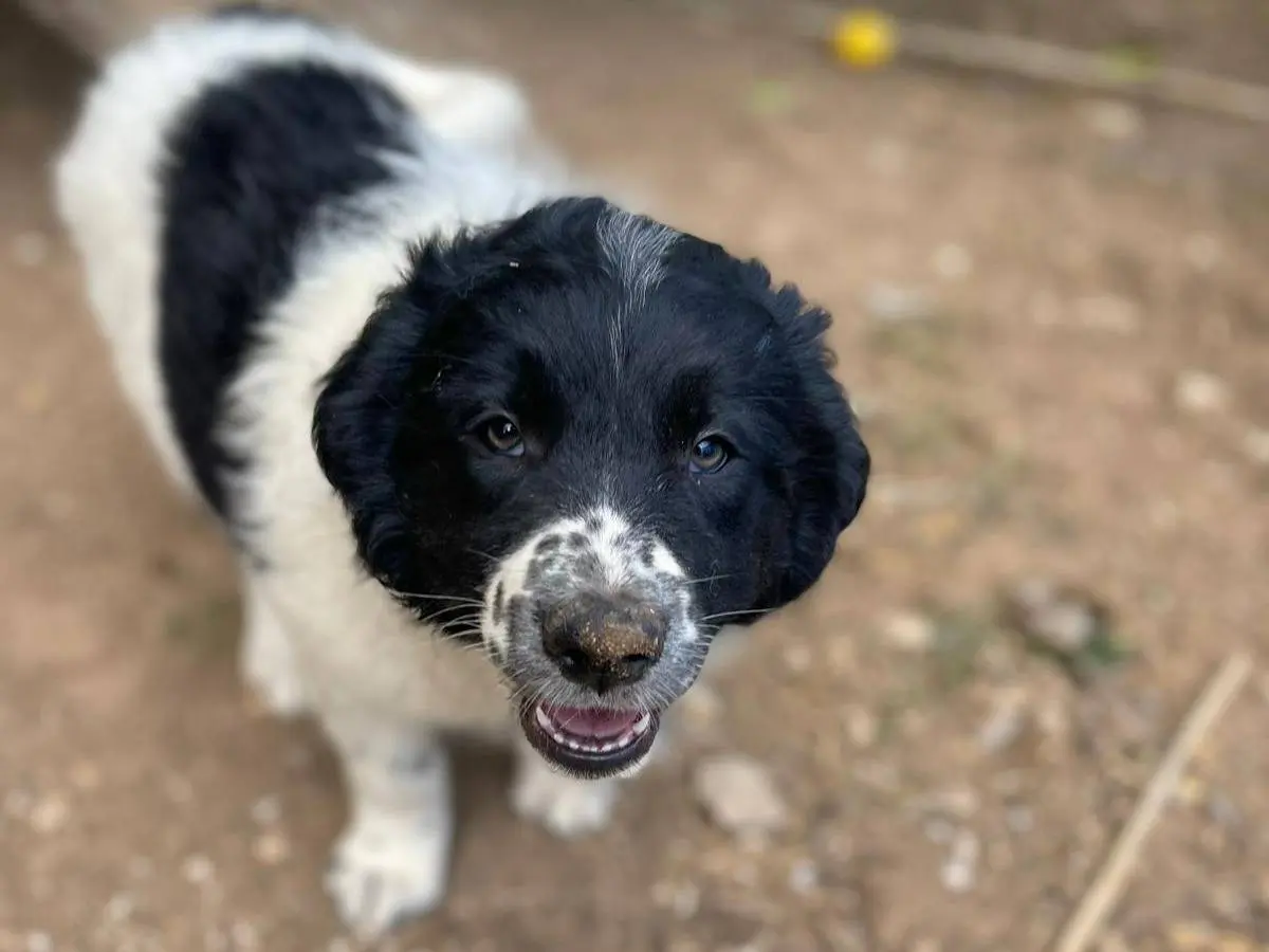 Adotta il cane Mirtilla a Frosinone