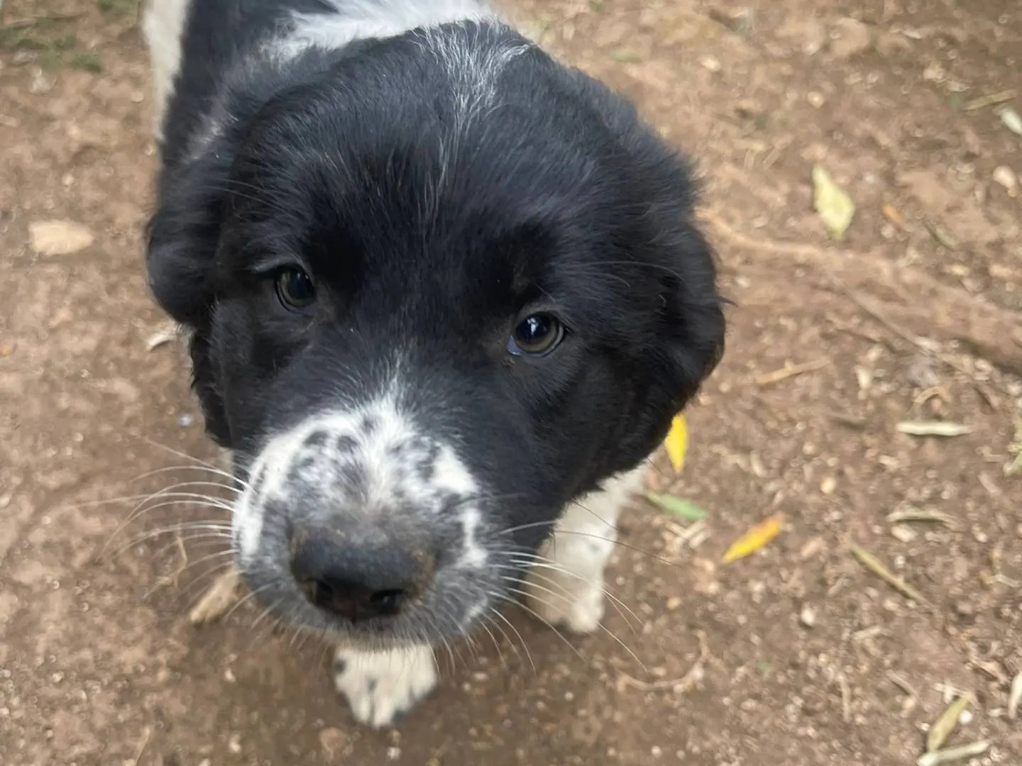 Adotta un cane, femmina, 6 mesi, Frosinone