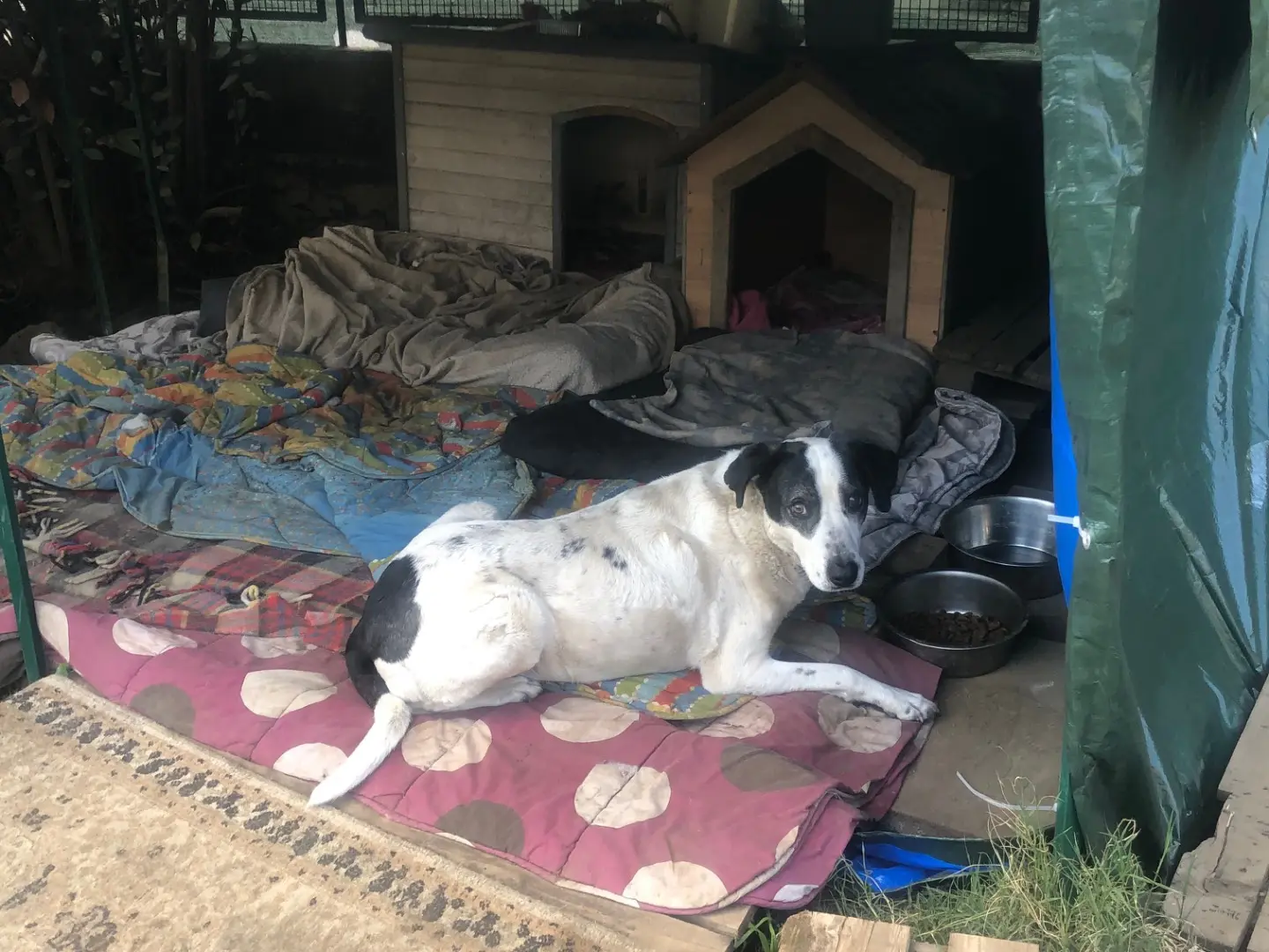 Vuoi adottare un cane a Catania?