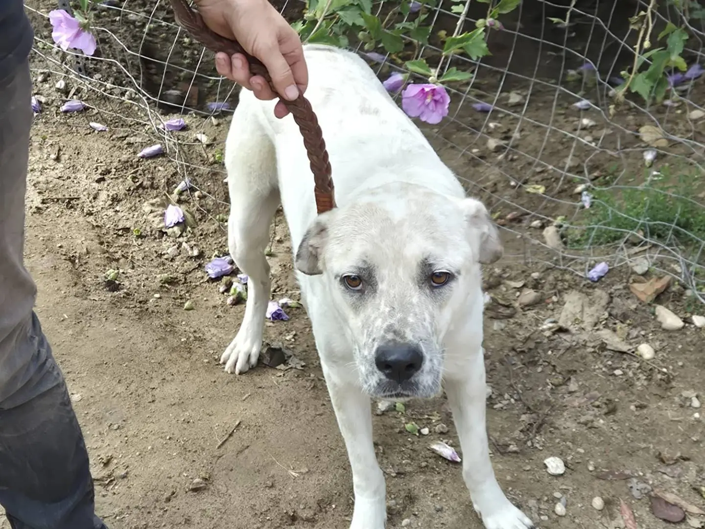 Vuoi adottare un cane a Pavia?